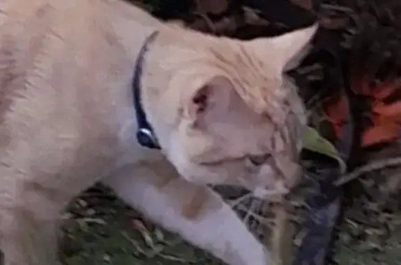 Animaux trouvés Estagel, photo: Chat trouvé, Estagel - jeune mâle roux et blanc