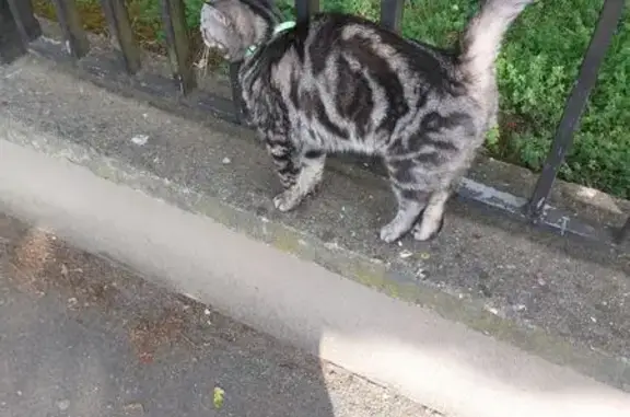 Chat trouvé Le Kremlin-Bicêtre, photo: Chat trouvé, Rue Gabriel Péri, Le Kremlin-Bicêtre - pas timide