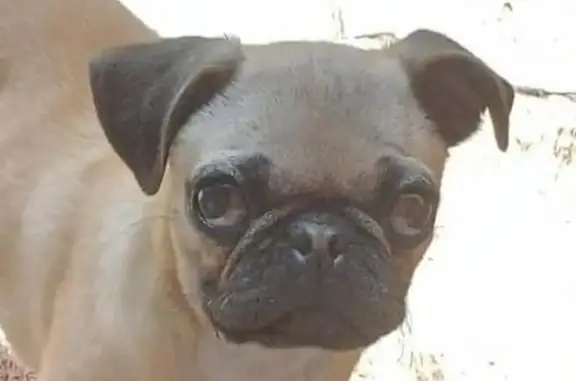 Búsqueda de mascotas, foto: Perdido perro hembra, Santa Monica, MZ13 LT6, Ciudad de México - beige y tranquila