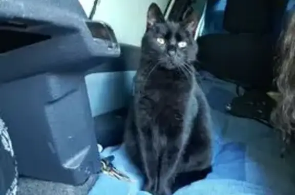 Chat perdu, Avenue de l'Entreprise, Rodez, Paris - mâle craintif - photo