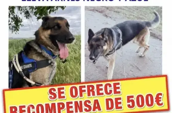 Perros perdidos, Getafe, foto: Perdido perro, Calle Solidaridad, 17, Getafe - Pastor Alemán con chaleco azul