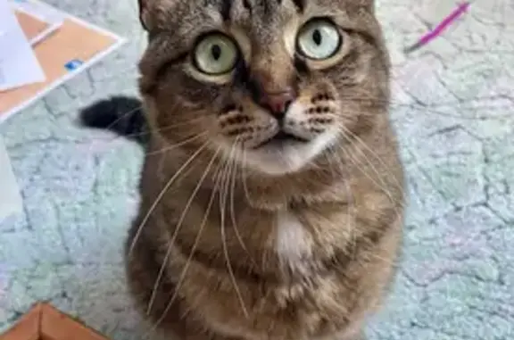 Chat disparu Fille, Verneuil-sur-Avre (fl592269) - photo