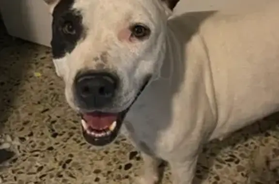 Perros perdidos, Parla, foto: Perdido perro hembra, Urbanizacion Cerro Tambor 2 Fase, 30, Palomeque, Parla