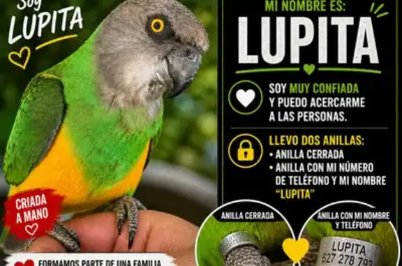 Lupita es una lorito del Senegal (Poicephalus senegalus) criada a mano, muy confiada y acostumbrada a las personas. Tiene el cuerpo verde, pecho amarillo/naranja y cabeza gris. Lleva dos anillas en las patas: una cerrada y otra grabada con su nombre “Lupita” y mi número de teléfono. Se escapó en la zona de Cumbres de San Antonio / San Antonio de Benagéber (Valencia). La he visto posada en pinos altos y responde a llamadas, pero puede estar asustada y permanecer en silencio durante largos periodos. Puede acercarse a personas o bajar si se le ofrece comida. Si alguien la ve o consigue retenerla, por favor contactar cuanto antes al 627 278 793 (Mario).