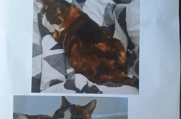 Animaux perdus Meylan, photo: Chat perdu, Meylan - yeux verts et peureux