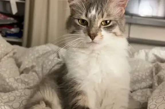 Animaux perdus Biscarrosse, photo: Chat perdu, allée de Matato, Le Teich - chatte grise et blanche