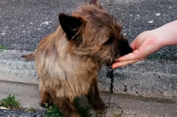 Animaux perdus Martigues, photo: Chien perdu, Rue George Sand, Velaux - très sociable