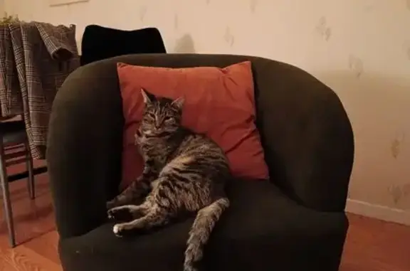 Chat perdu, Rue Porte Murée, Châlons-en-Champagne - femelle gentille - photo