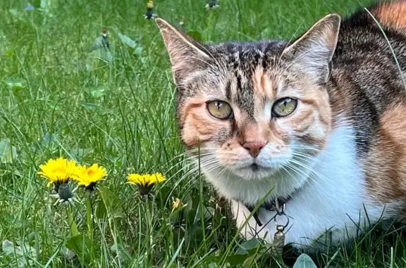 Animaux perdus Lille, photo: Chat perdu, Rue Denis Diderot, Lille - femelle tigrée 3 couleurs