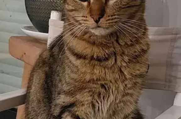 Chat perdu, Rue de la Vicairerie, Orée d'Anjou - tigré gris avec traits sur les yeux - photo