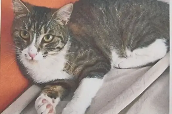 Animaux perdus Marseille, photo: Chat perdu, Chemin de la Clairette, Toulon - robe tabby gris-brun