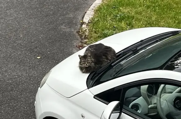 Animaux trouvés Paris, photo: Chat trouvé, Guichen, Paris - bout de la queue blanche