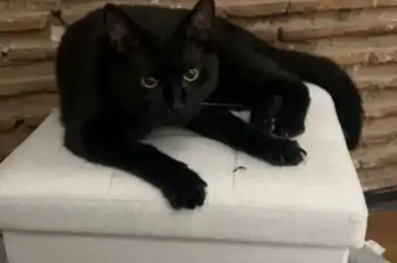 Animaux perdus Aiguillon, photo: Chat perdu, Rue Gambetta, Aiguillon - très affectueux