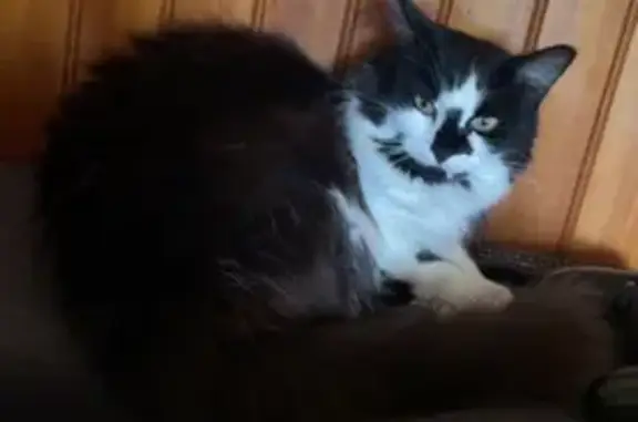 Chat perdu, La Dorchonnais, Pleine-Fougères - chatte angora blanche et noire - photo