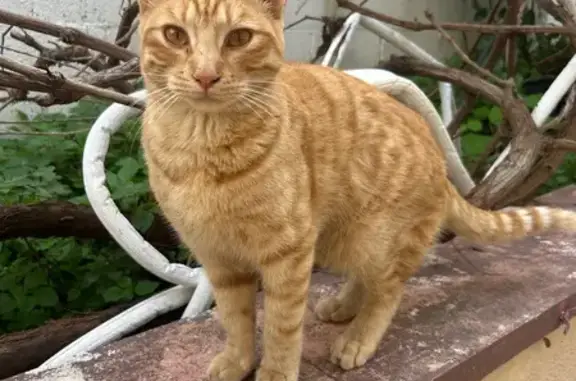 Gatos perdidos, Terrassa, foto: Perdido gato, Carrer del Torrent del Salt, Terrassa - pelirojo con collar naranja