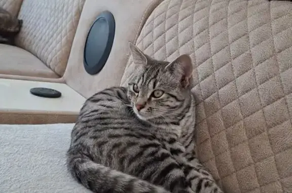 Animaux perdus Vaux-le-Pénil, photo: Chat perdu, Route de Livry, Vaux-le-Pénil - jeune mâle Ronî
