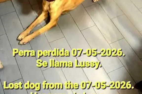 Perros perdidos, Mijas, foto: Perro perdido Hembra, Mijas (sl495818)