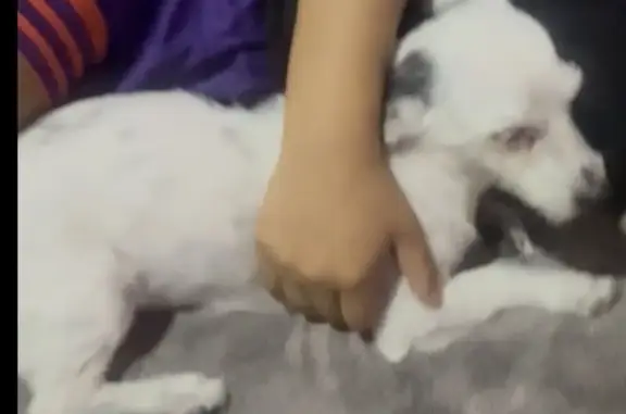Perdido perro, Celaya, Guanajuato - tamaño chiquita con una mancha negra - photo