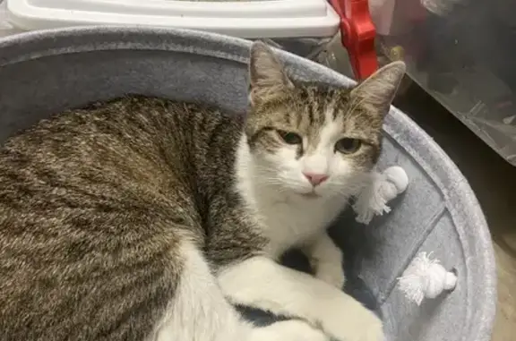 Animaux trouvés Aulnay-sous-Bois, photo: Chat trouvé, Aulnay-sous-Bois - tigre blanc noir gris