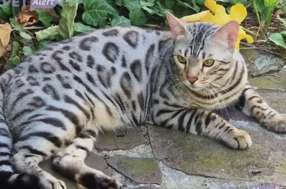 Animaux perdus Ciboure, photo: Chat perdu, Avenue Gabriel Delaunay, Ciboure - Bengal mâle castré