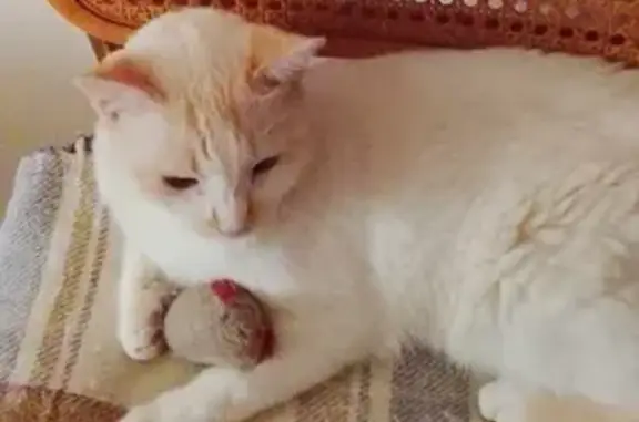 Gatos perdidos, Badajoz, foto: Perdido gato, Calle Doblados, 10, Badajoz - blanco con manchas naranjas
