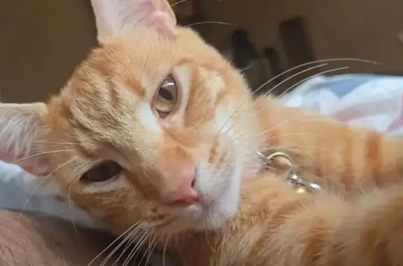 Lost pets , photo: Lost male cat, Stoddart Street, Canterbury-Bankstown Council - ginger eyes and light blue collar