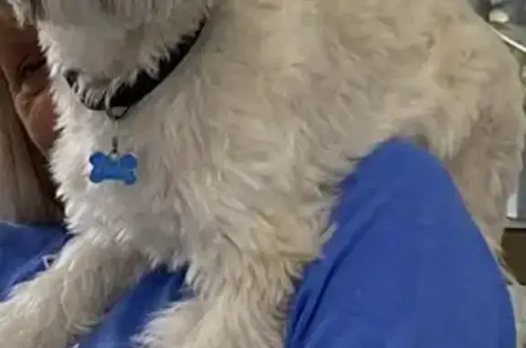Missing dog West Torrens, photo: Lost male dog, Morphett Road, 55, West Torrens - cream colour with a name tag