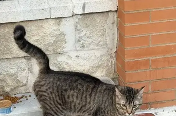 Encontrado gato, Calle Ciudad...