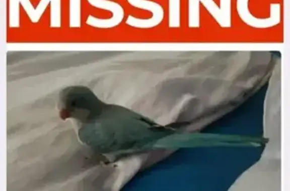 Lost pets Para Hills, photo: Lost bird, Foster Row, Adelaide - female blue quaker parrot