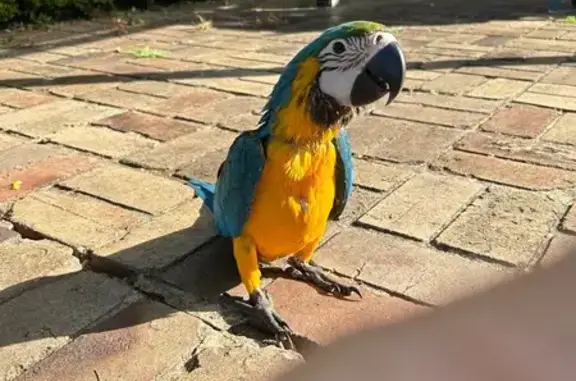 Lost pets Wentworthville, photo: Lost bird, Bates Avenue, Sydney - blue and gold, 12 weeks old