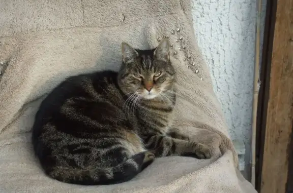 Animaux perdus Le Perray-en-Yvelines, photo: Chat perdu, Chemin de la Pinsonnière, Le Tremblay-sur-Mauldre - noir poivre tigré