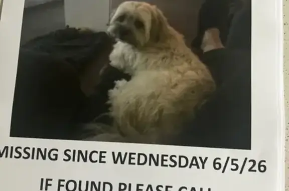 Missing dog Strathfield, photo: Lost male dog, Morphett Road, West Torrens, Strathfield