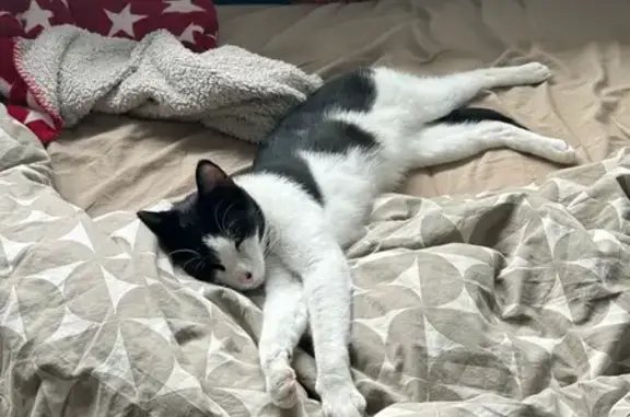 Lost pets Sydney, photo: Lost cat, Maclaurin Avenue, Canterbury-Bankstown Council, Sydney - black and white, microchipped