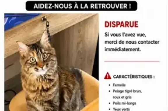 Animaux perdus Breuillet, photo: Chat perdu, Allée Canto Grilhet, Manosque - femelle tigrée
