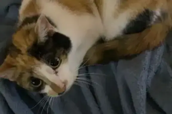 Lost cat, Carlson Drive, Port Adelaide Enfield - Calico three-legged - photo