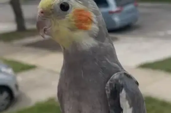 Lost bird, Sterling Avenue, Joliet - female with missing feathers - photo