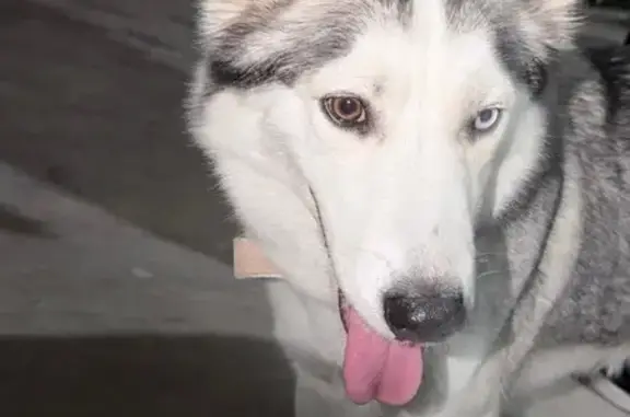 Animales encontrados Santa Catarina, foto: Encontrado perro hembra, Calle Los Arredondo, 173, Santa Catarina - husky con heterocromía