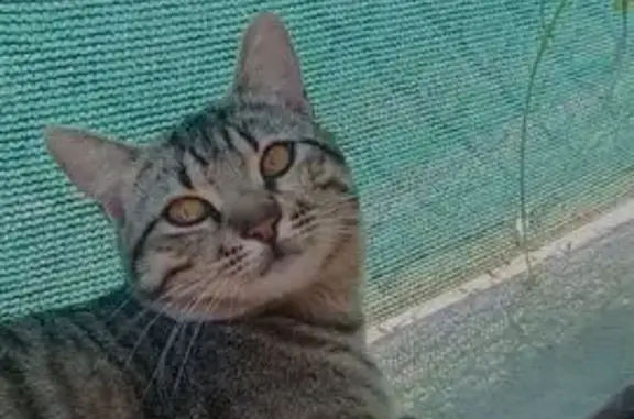 Gatos perdidos, Barcelona, foto: Gato perdido Macho, Barcelona (sl495826)