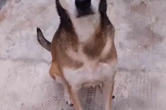 Cachorro perdido Fêmea (brl002751) - photo