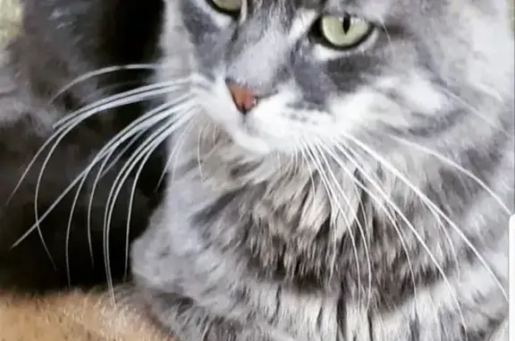 Chat perdu, Route de Samois, Avon - mâle angora tigré - photo