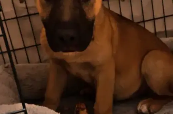 Lost dog, Church Street, Launceston - female German Shepard cross - photo
