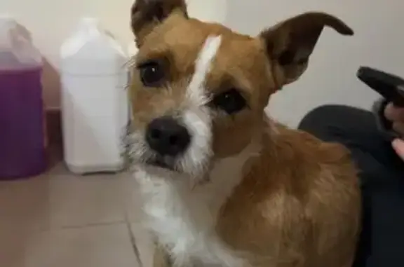 Animaux trouvés Martigues, photo: Chien trouvé, Chemin de Paradis, Martigues