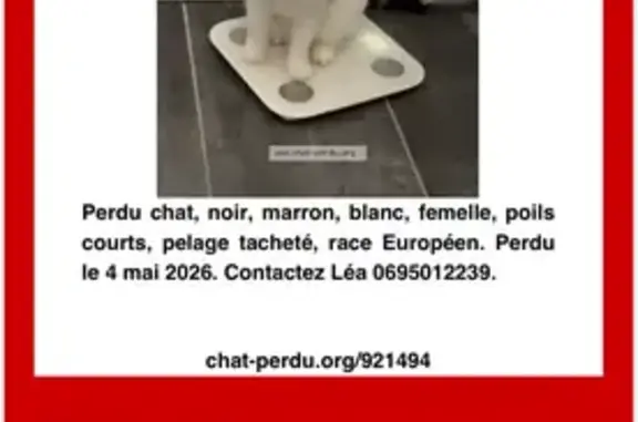 Chat perdu, Morlaix, photo: Chat perdu, Cléguer, Morlaix - femelle tricolore