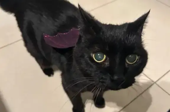 Lost pets Kingsford, photo: Lost cat, Middle Street, 55, Kingsford - female, black with green eyes