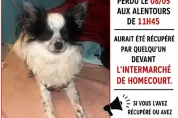 Animaux perdus Jœuf, photo: Chien perdu, Homécourt, Jœuf - Chihuahua noir et blanc