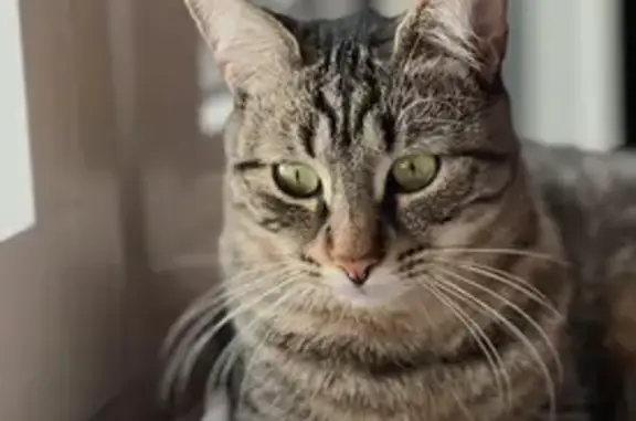 Animaux perdus Donzère, photo: Chat perdu, Donzère - femelle européen tigre