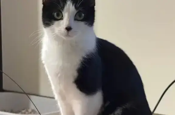 Lost pets Sydney, photo: Lost female cat, Hope Place, 1, Stanhope Gardens