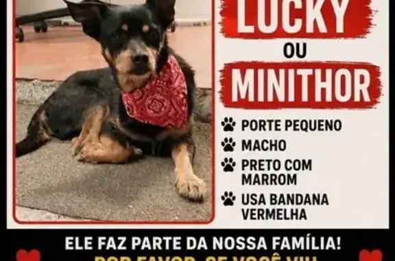 Cachorro perdido Macho (brl002...