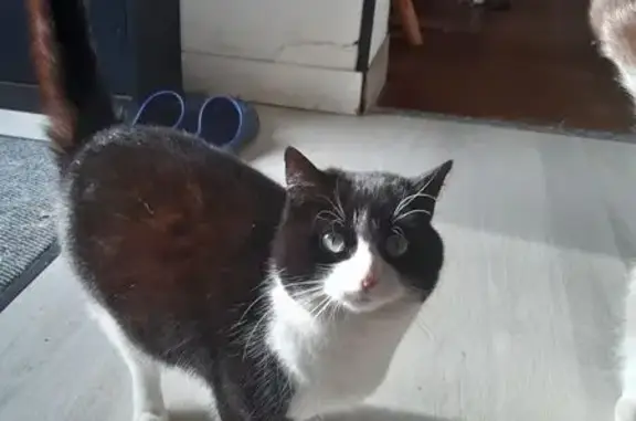 Animaux perdus Neuvic, photo: Chat perdu, Rue de la Pompe, Neuvic - chatte noire et blanche