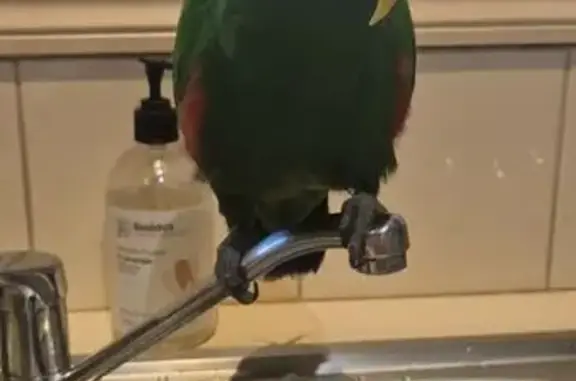 Lost pets Banyule, photo: Lost bird Male, Banyule (al496206)